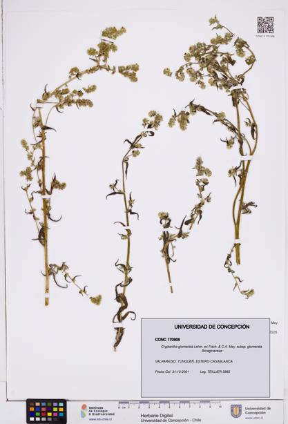 Cryptantha glomerata subsp. glomerata [Espécimen: ]