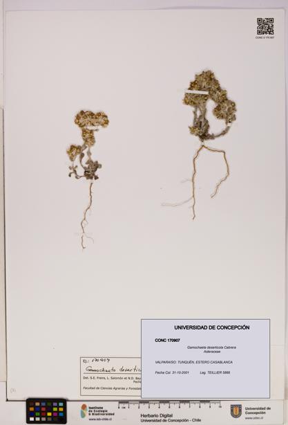 Gamochaeta deserticola [Espécimen: UDEC:CONC:0170907]