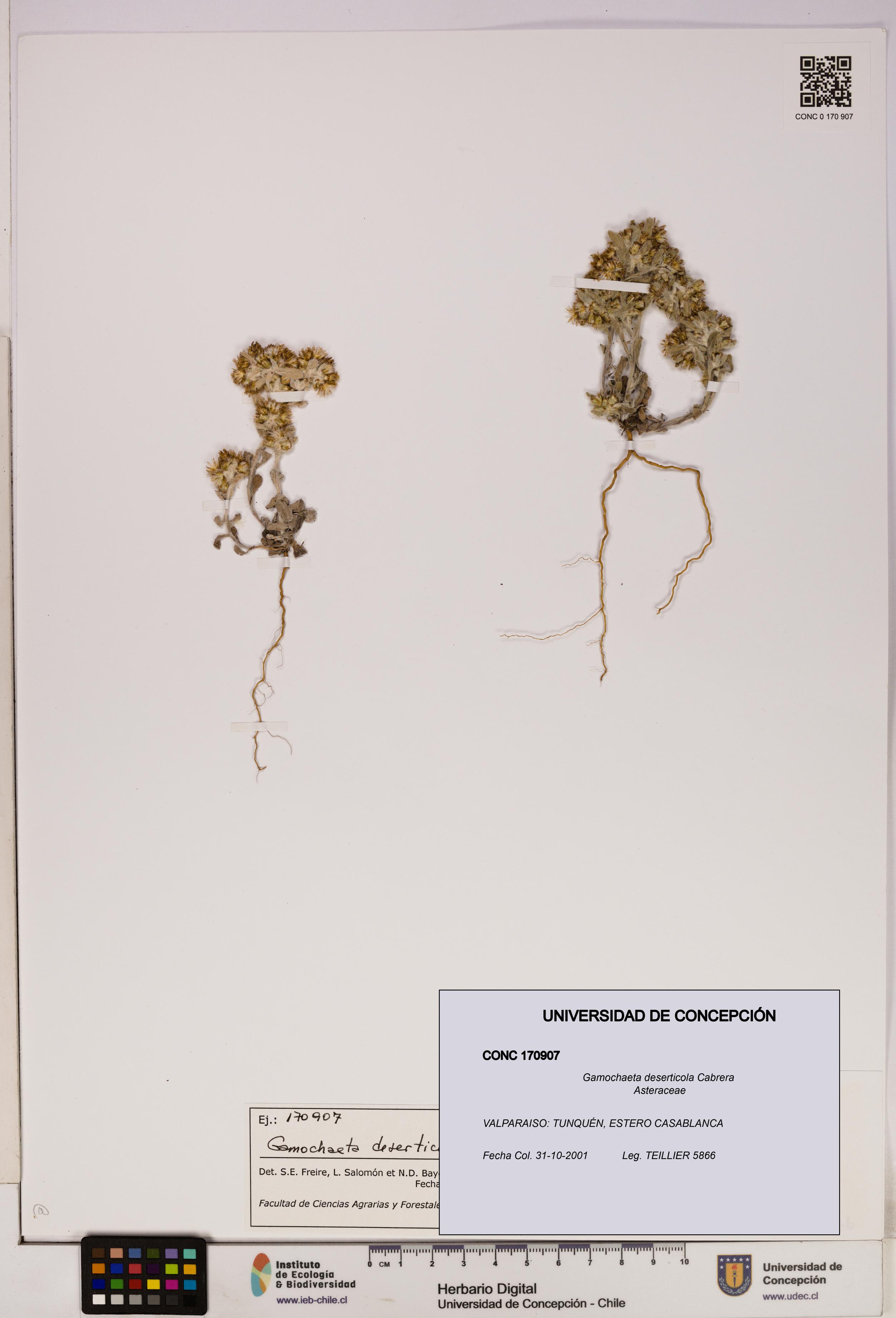 Gamochaeta deserticola [Espécimen: UDEC:CONC:0170907]