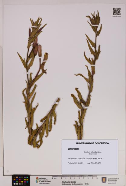 Oenothera affinis [Espécimen: UDEC:CONC:0170913]