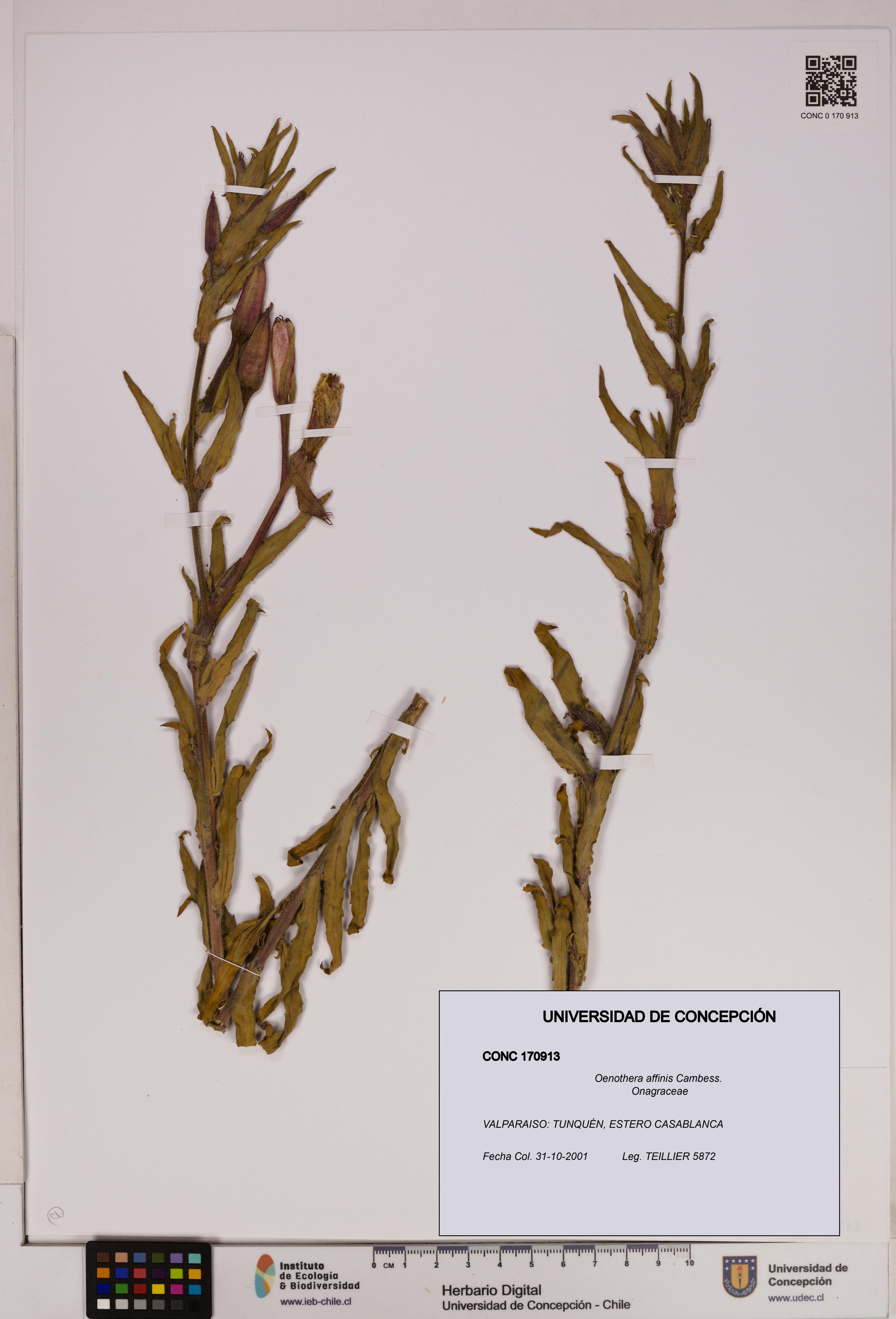 Oenothera affinis [Espécimen: UDEC:CONC:0170913]