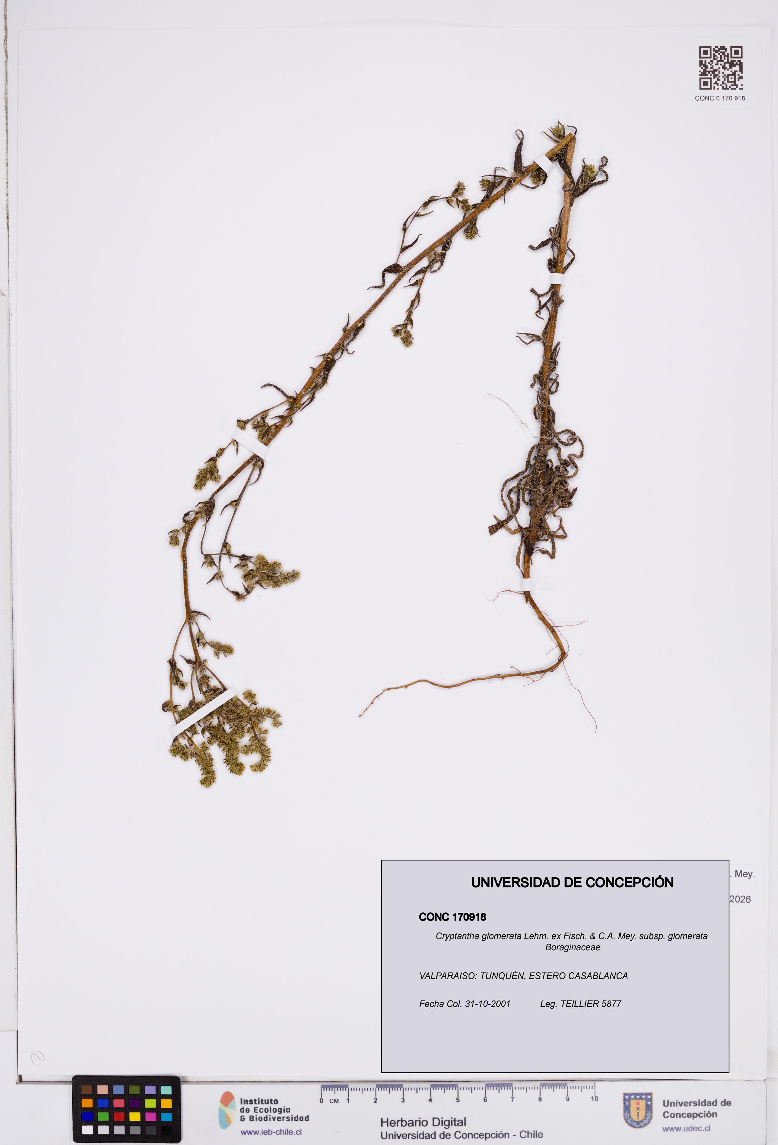 Cryptantha glomerata subsp. glomerata [Espécimen: ]