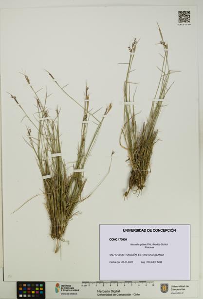 Nassella gibba [Espécimen: UDEC:CONC:0170939]