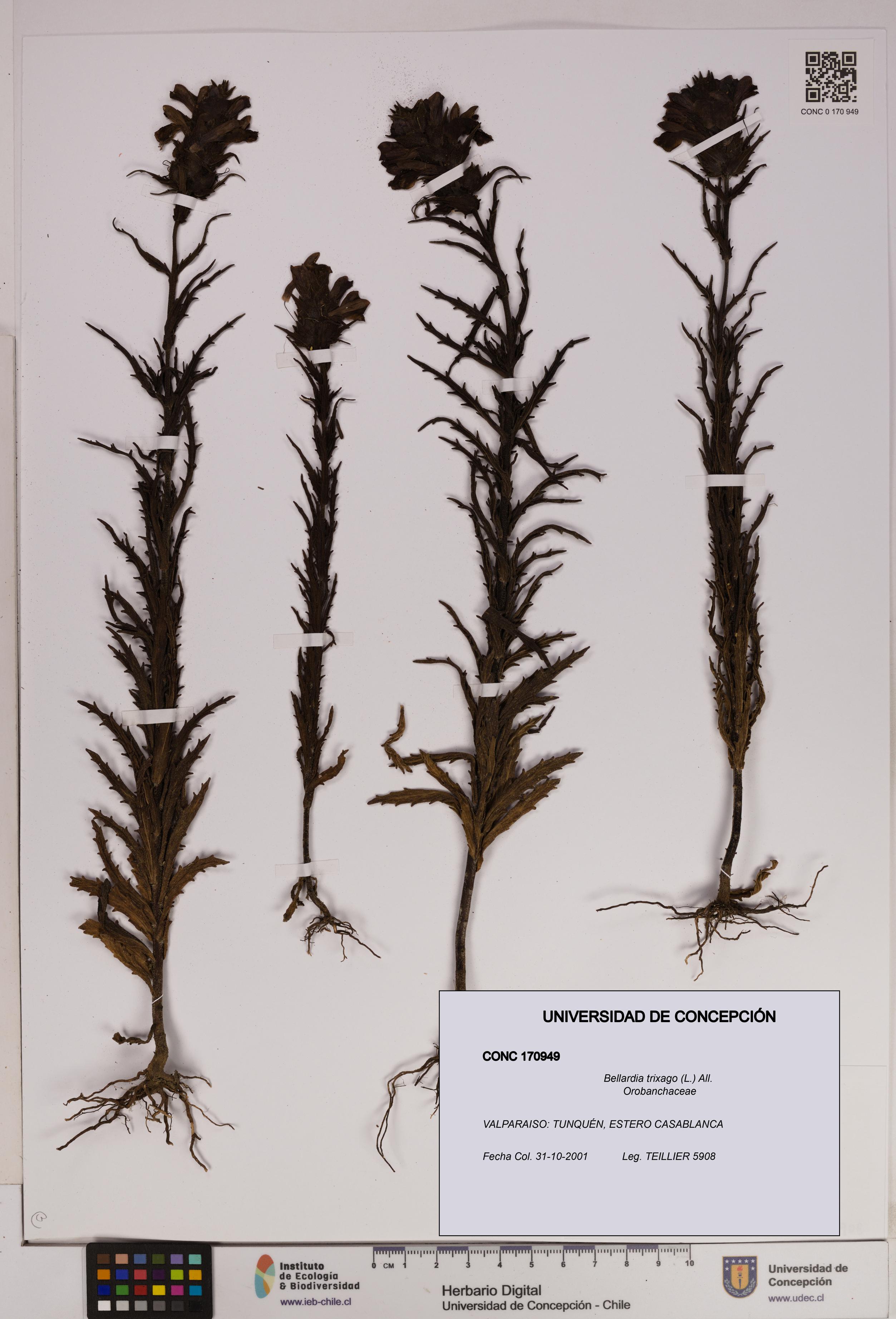 Bellardia trixago [Espécimen: UDEC:CONC:0170949]