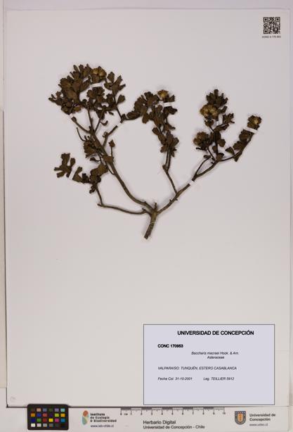 Baccharis macraei [Espécimen: UDEC:CONC:0170953]