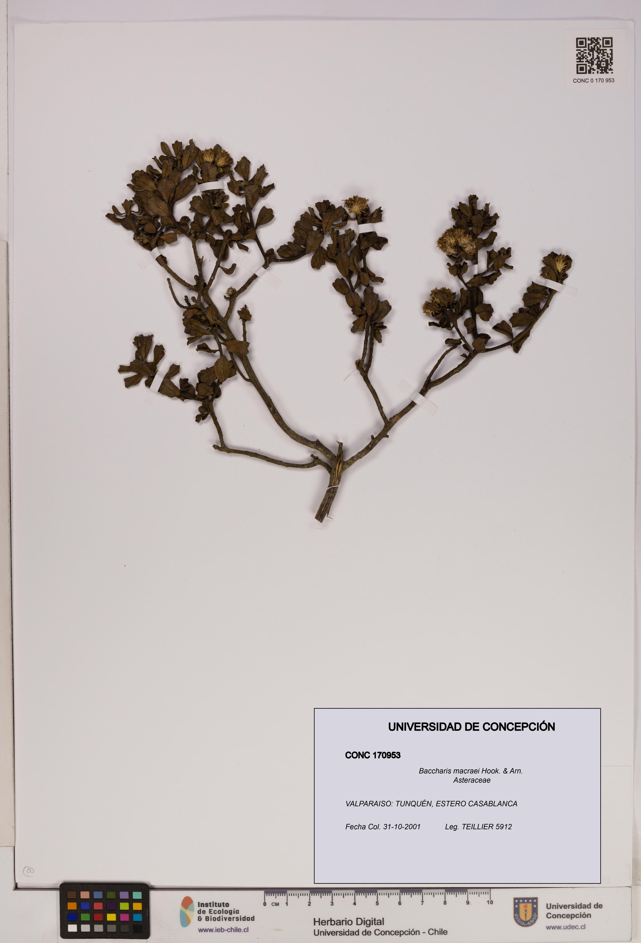 Baccharis macraei [Espécimen: UDEC:CONC:0170953]
