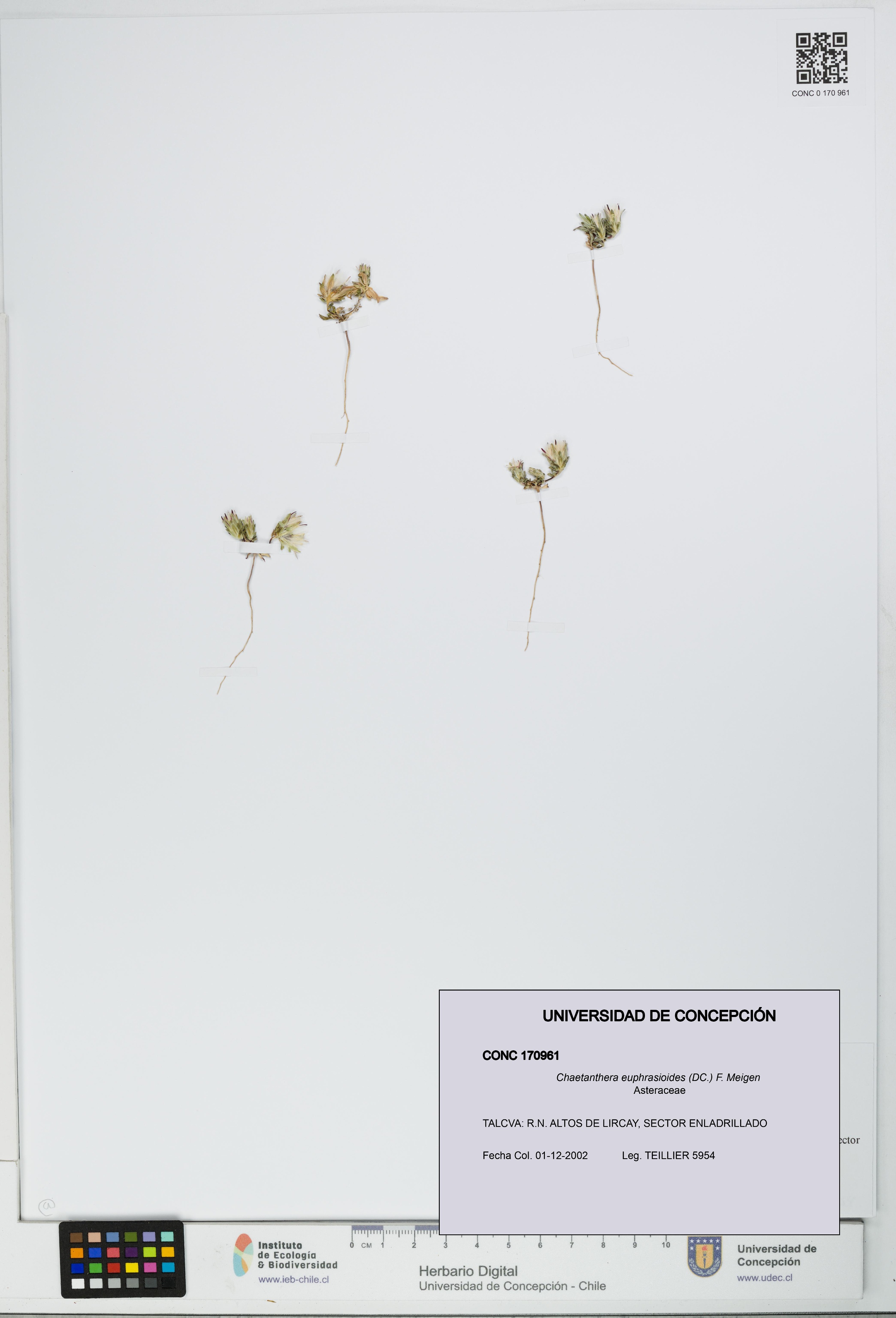 Chaetanthera euphrasioides [Espécimen: UDEC:CONC:0170961]