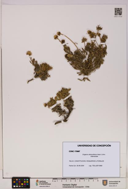 Erigeron othonnifolius [Espécimen: UDEC:CONC:0170967]