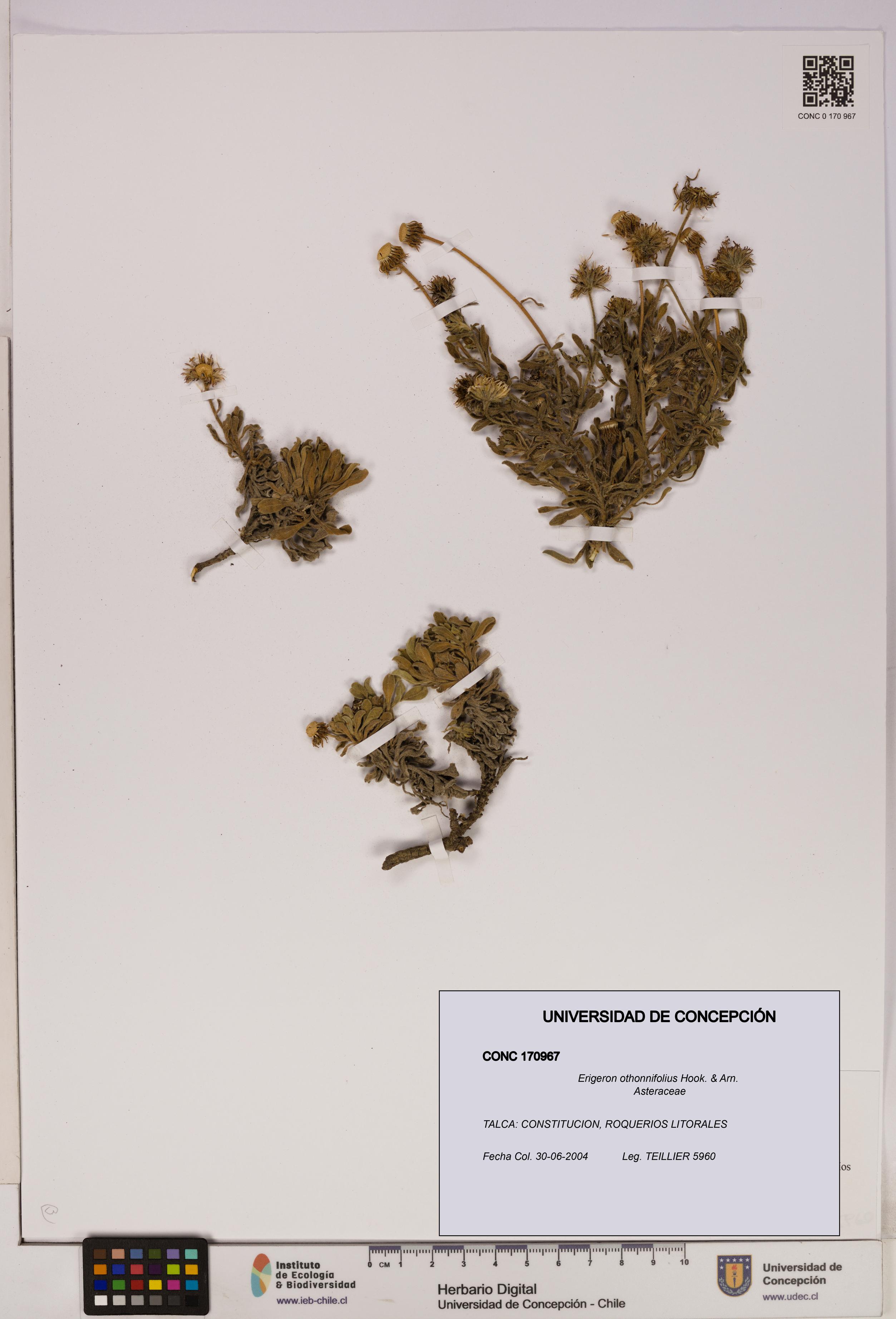 Erigeron othonnifolius [Espécimen: UDEC:CONC:0170967]