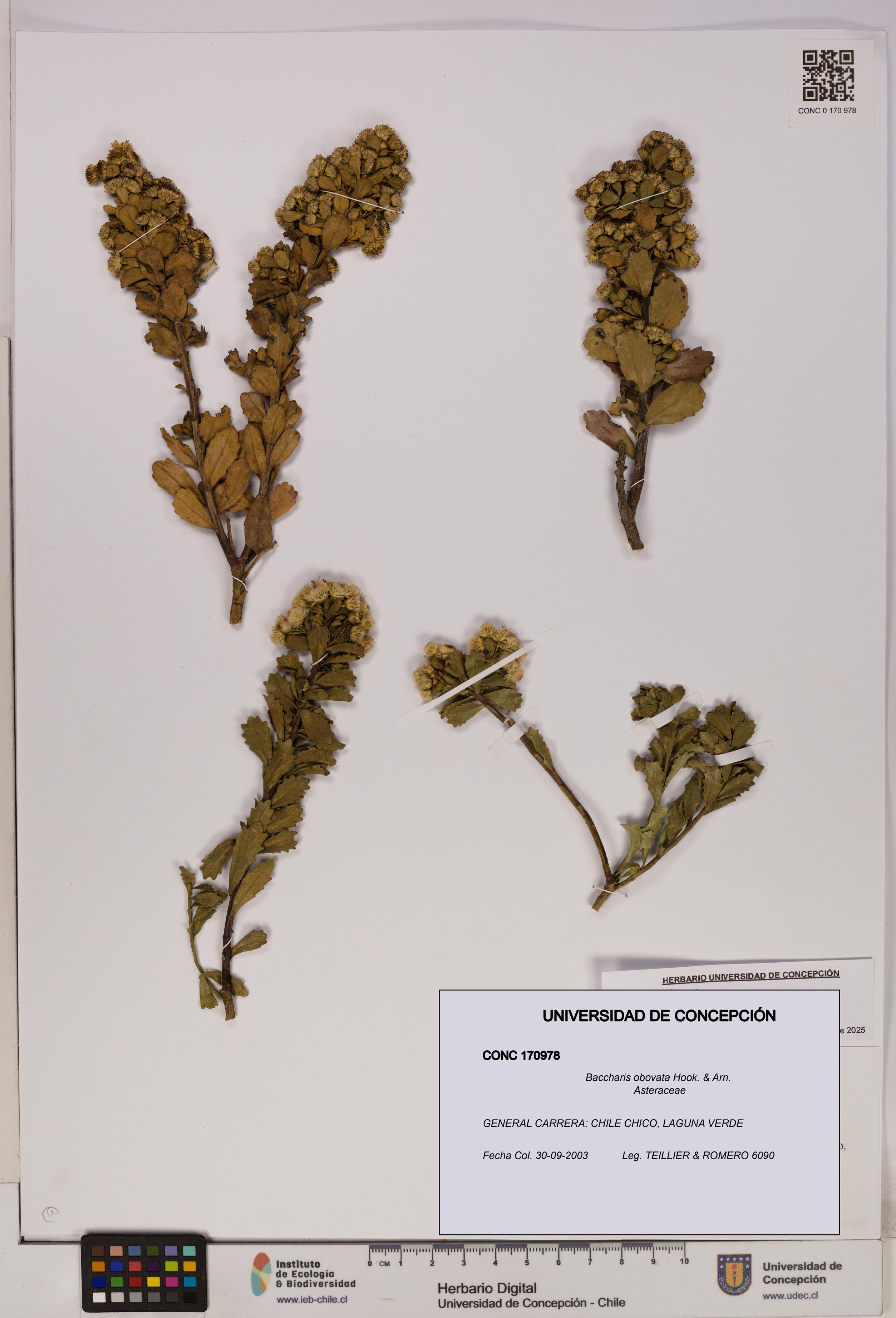 Baccharis obovata [Espécimen: UDEC:CONC:0170978]