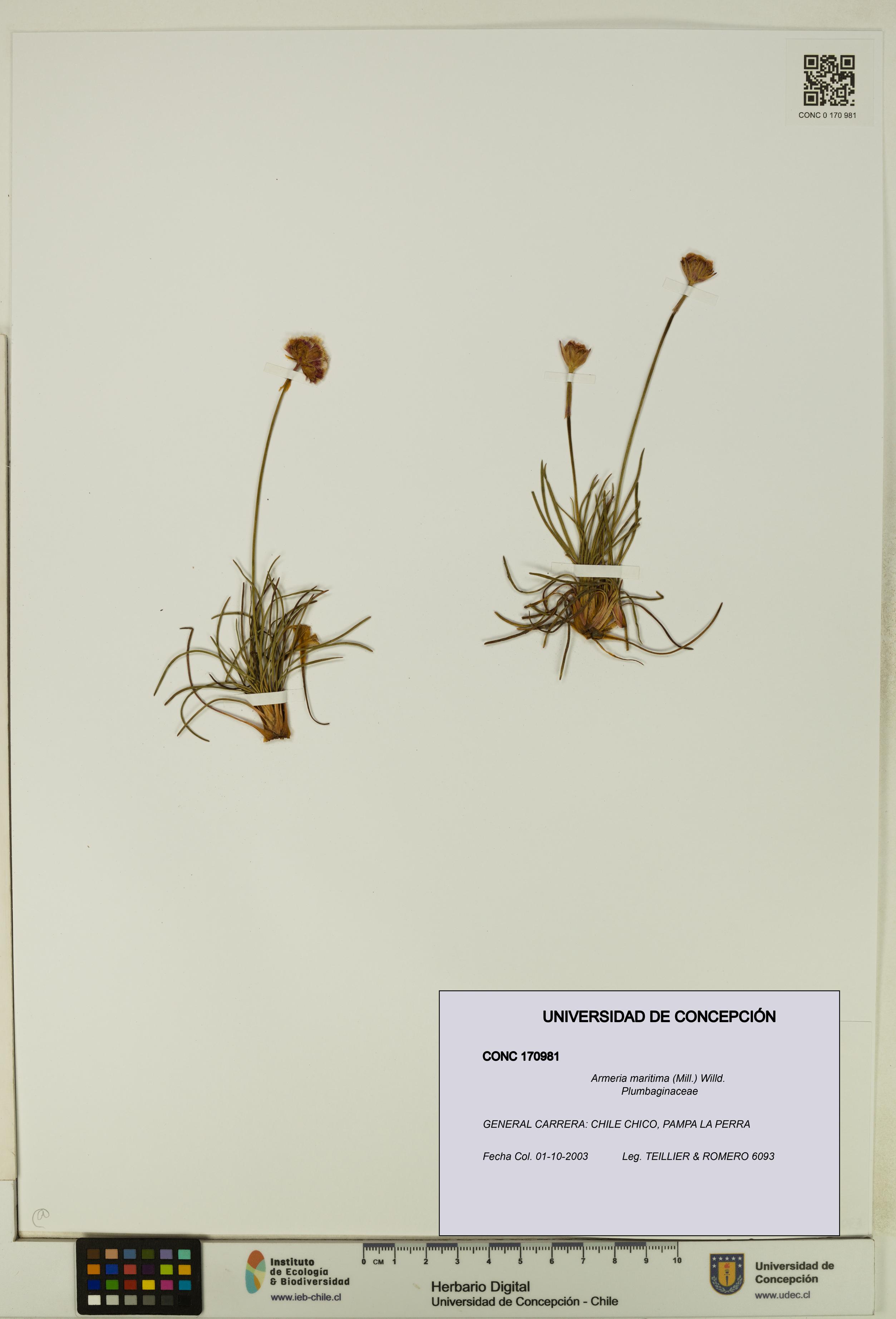 Armeria maritima [Espécimen: UDEC:CONC:0170981]