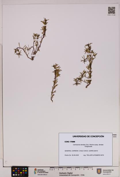 Camissonia dentata [Espécimen: UDEC:CONC:0170998]