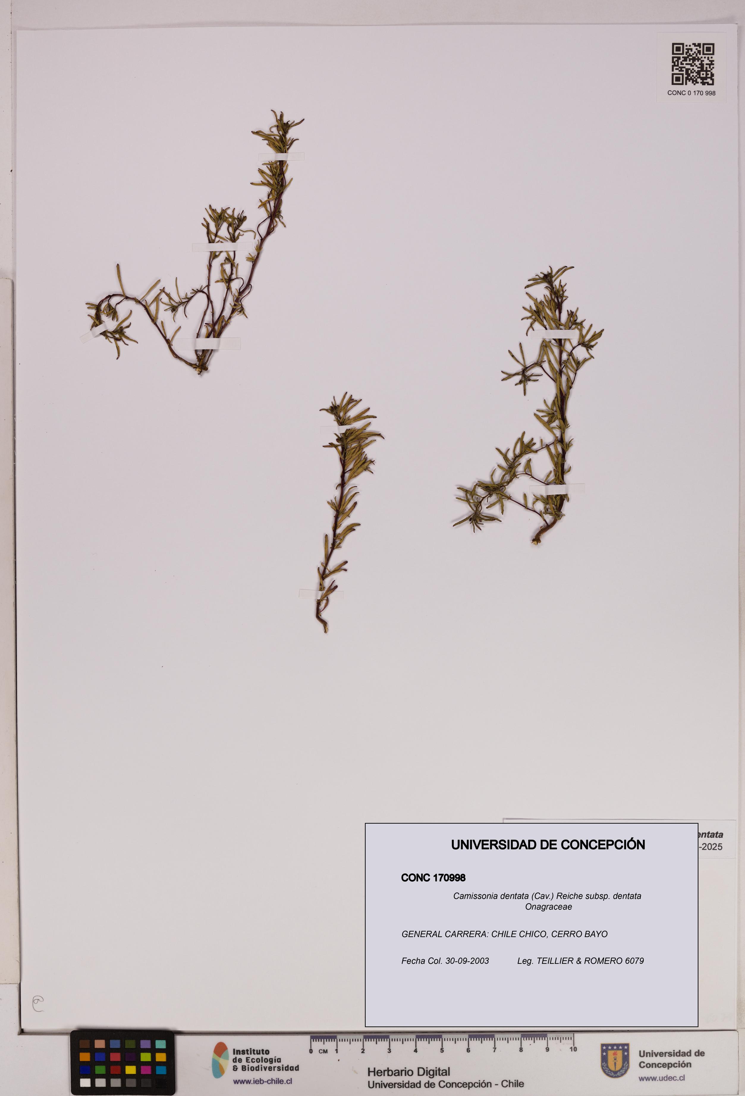 Camissonia dentata [Espécimen: UDEC:CONC:0170998]