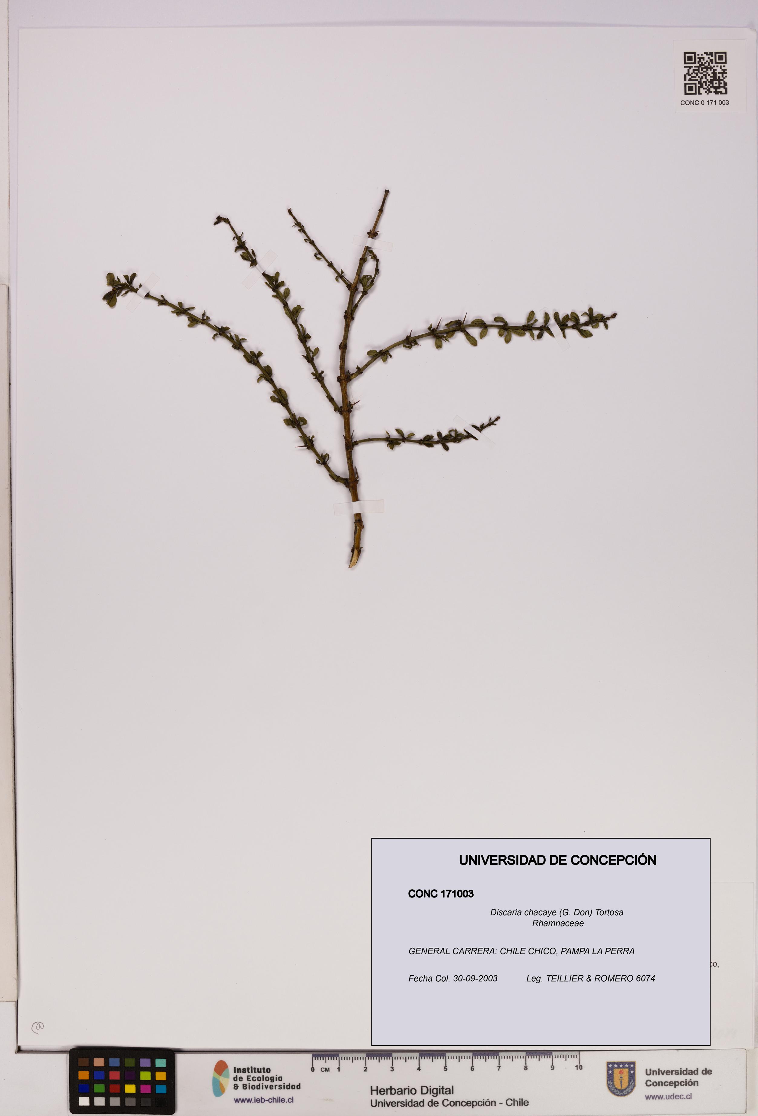 Discaria chacaye [Espécimen: UDEC:CONC:0171003]