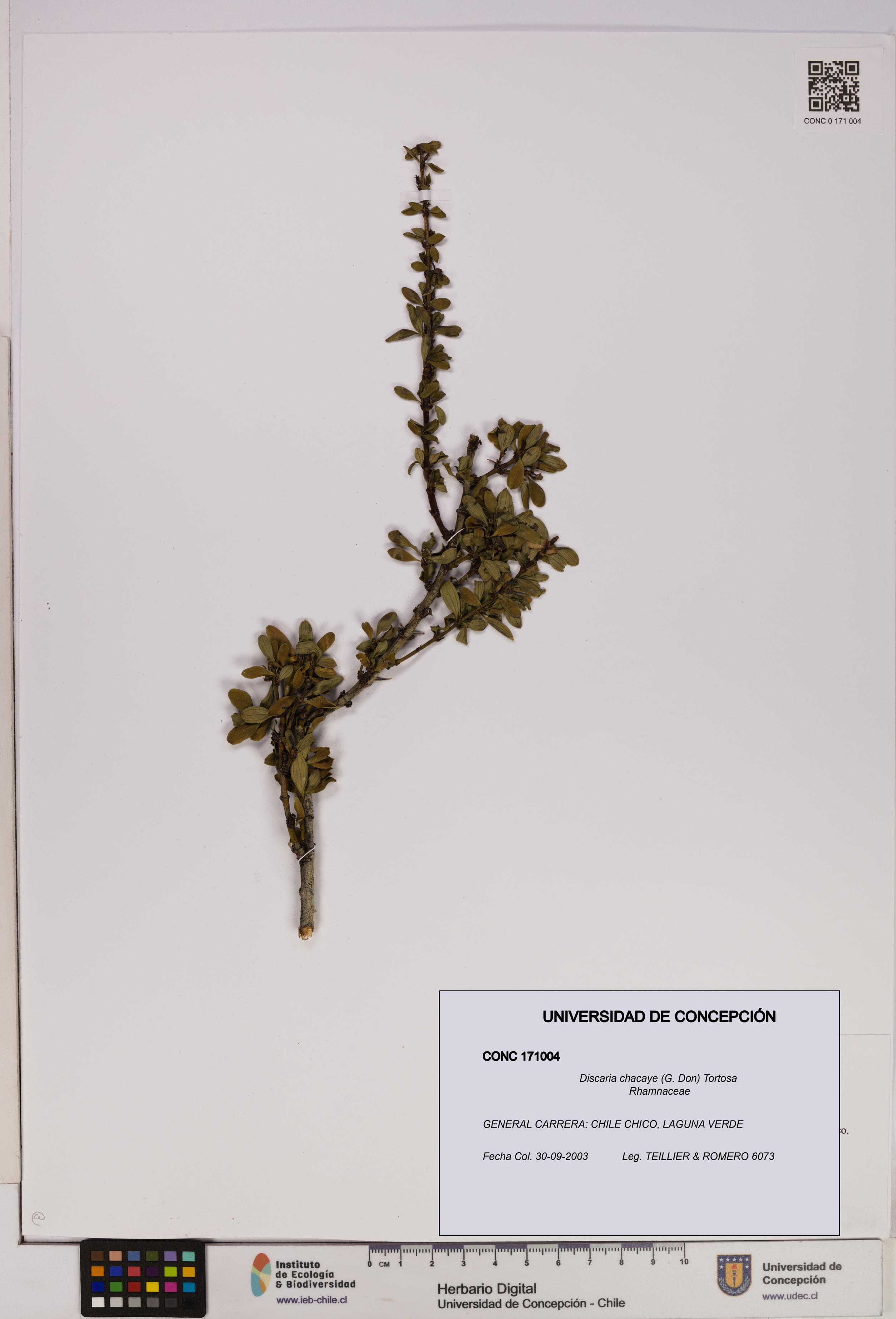 Discaria chacaye [Espécimen: UDEC:CONC:0171004]