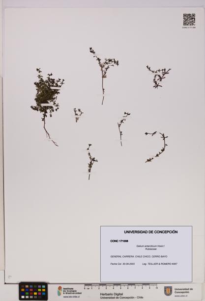 Galium antarcticum [Espécimen: UDEC:CONC:0171008]