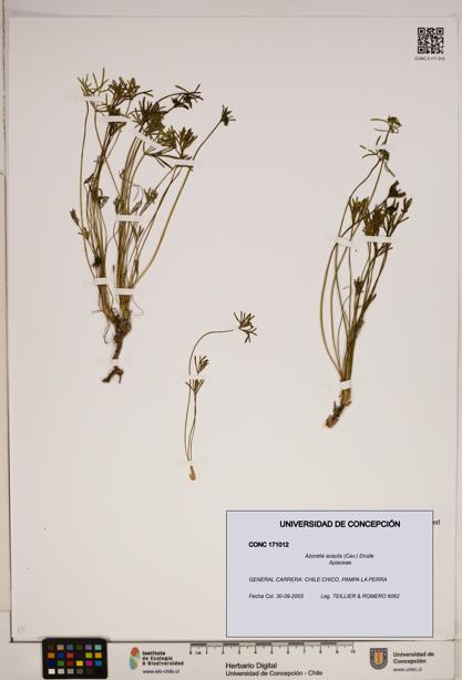 Azorella acaulis [Espécimen: ]