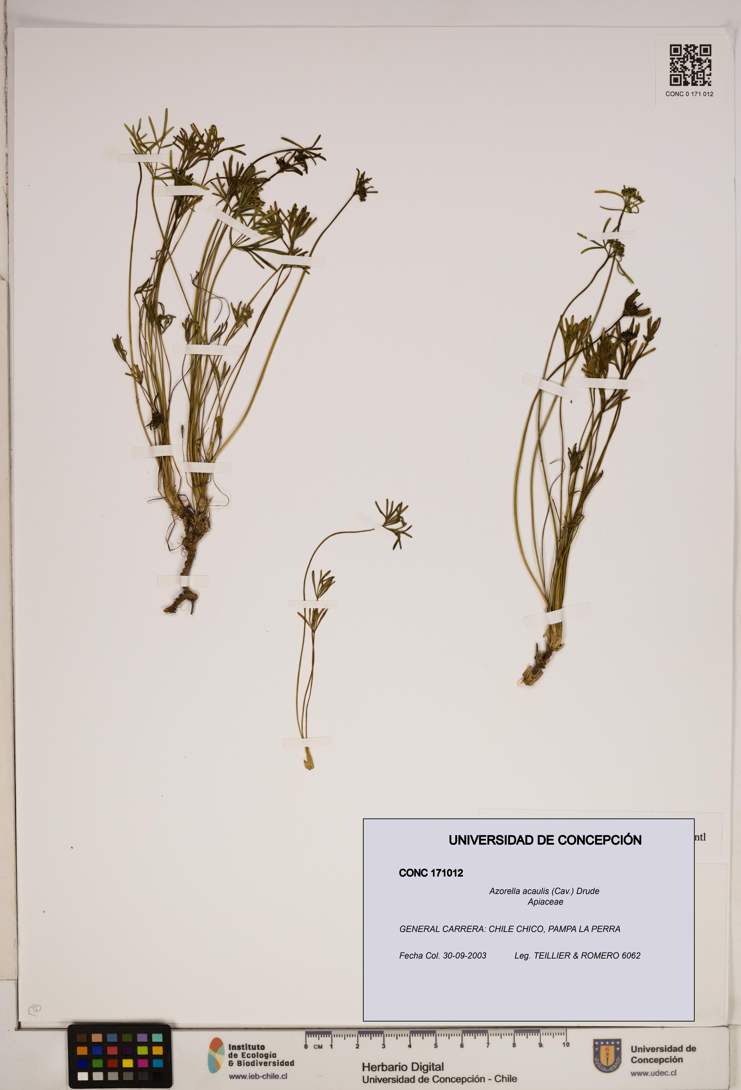 Azorella acaulis [Espécimen: ]