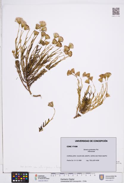 Senecio gnidioides [Espécimen: ]