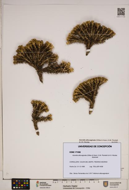 Azorella albovaginata [Espécimen: ]