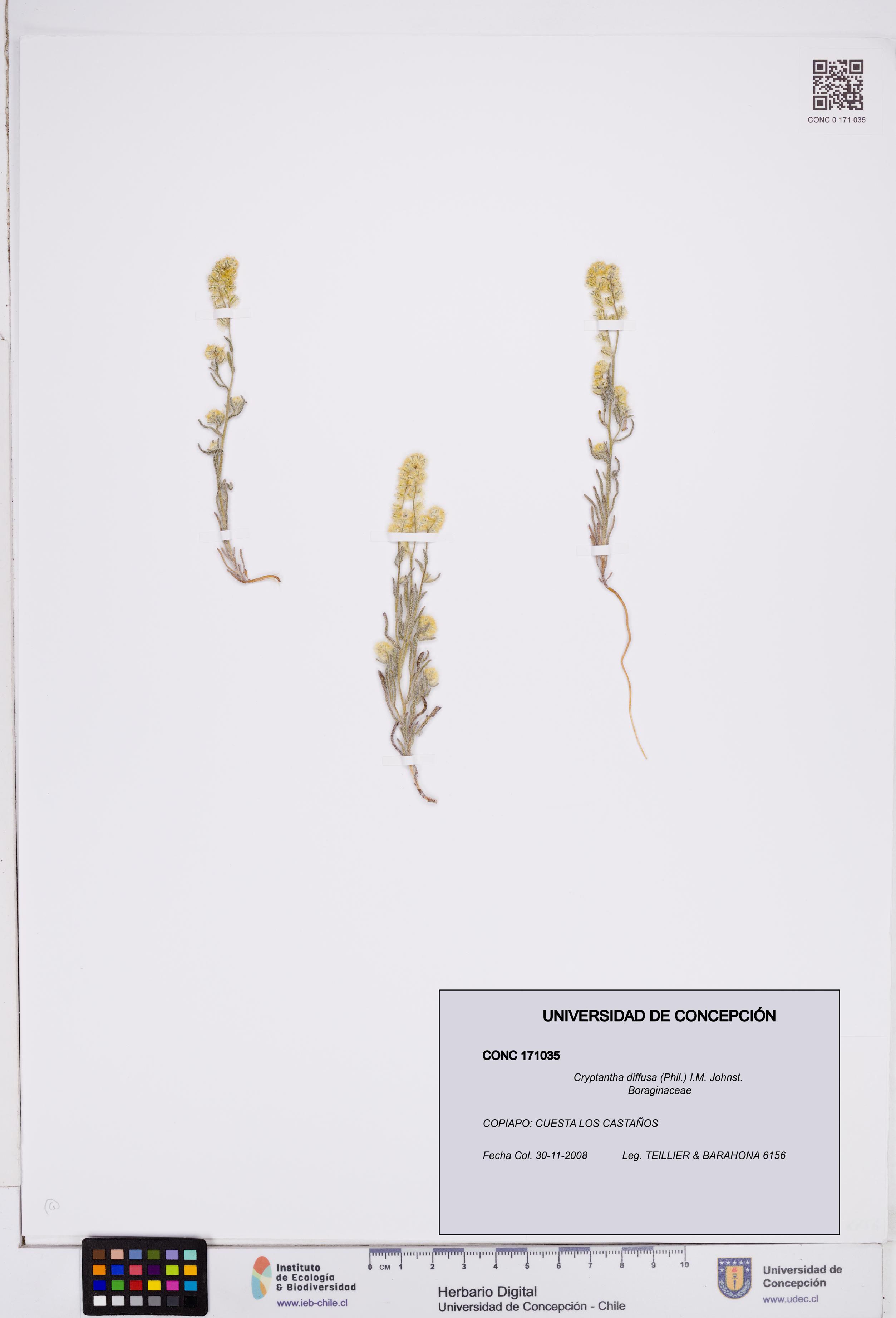 Cryptantha diffusa [Espécimen: ]