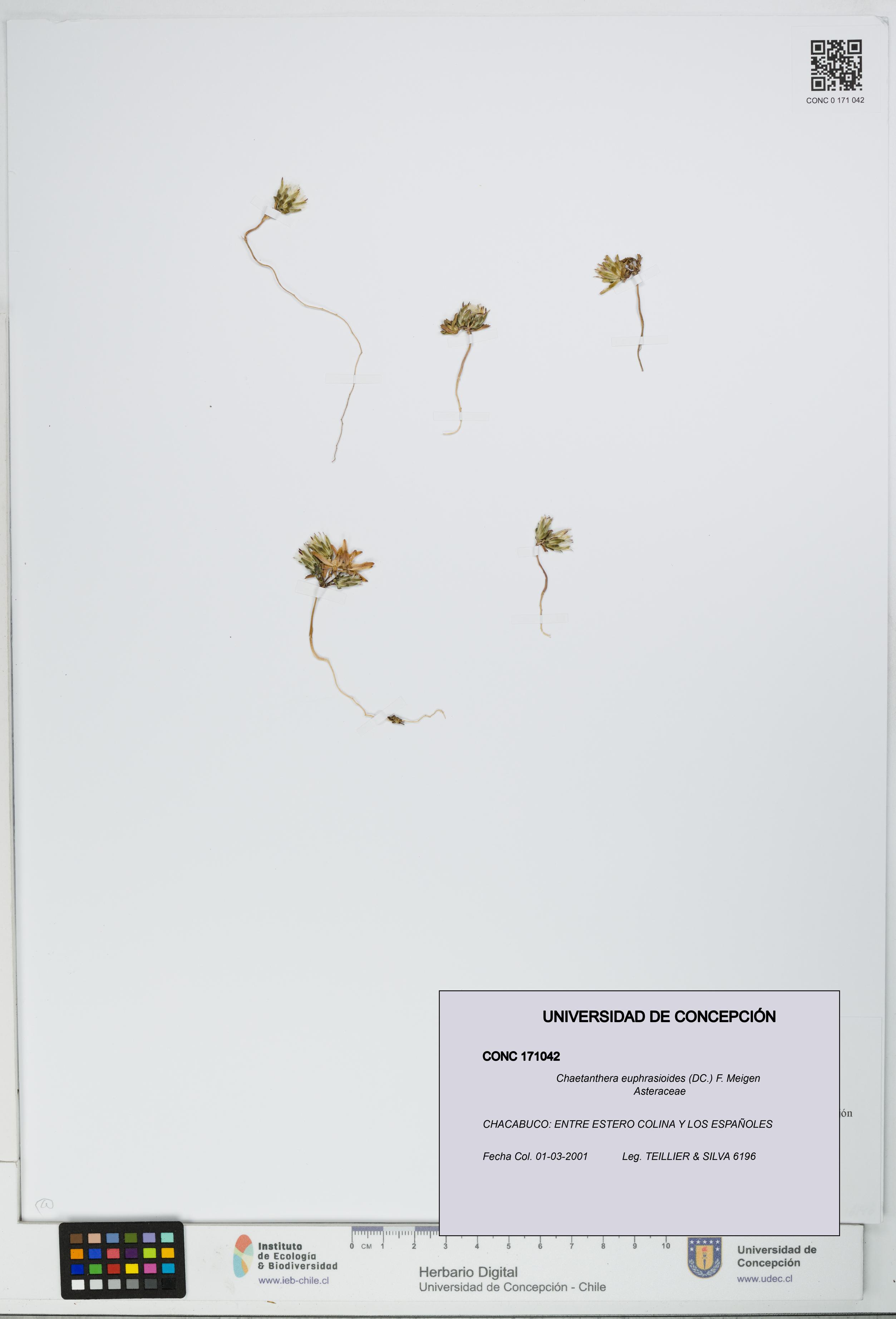 Chaetanthera euphrasioides [Espécimen: UDEC:CONC:0171042]