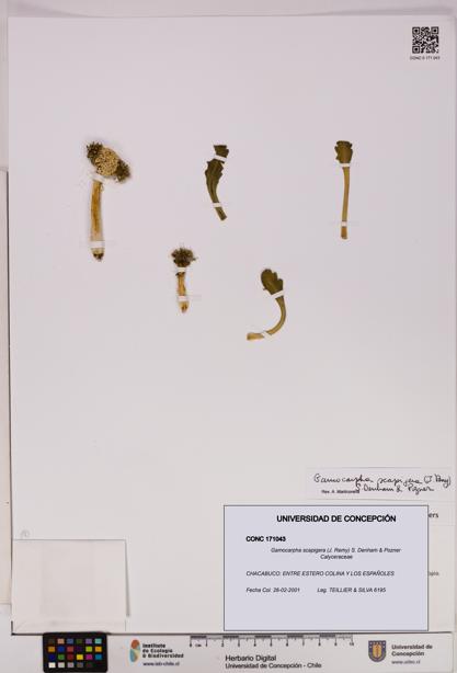 Gamocarpha scapigera [Espécimen: UDEC:CONC:0171043]