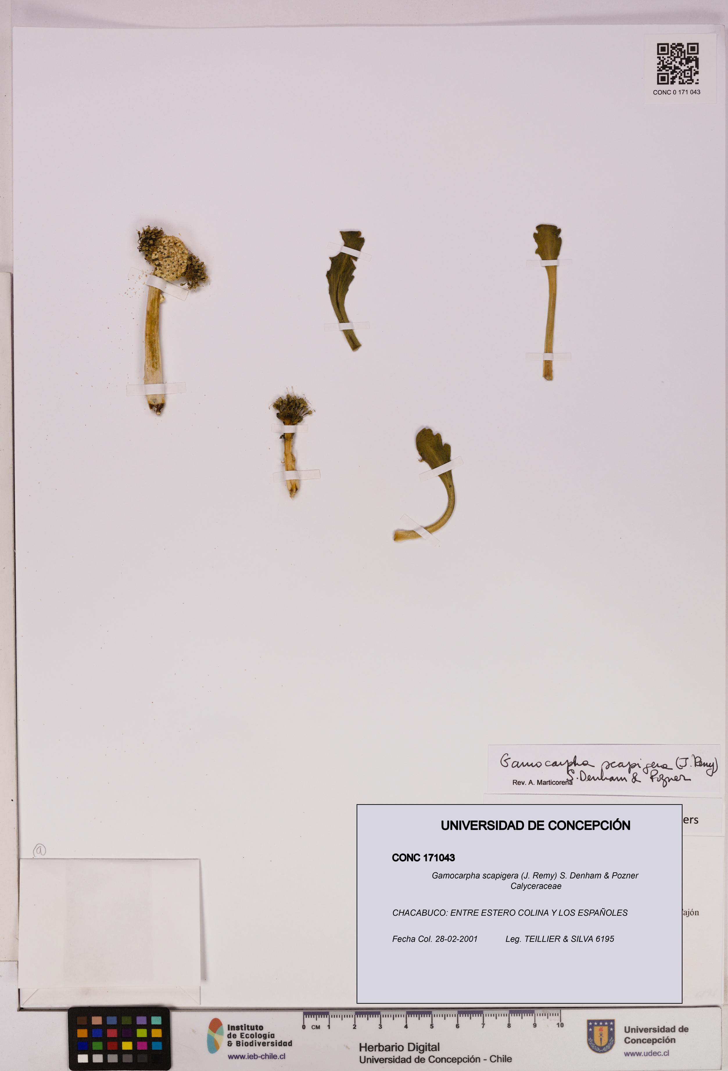 Gamocarpha scapigera [Espécimen: UDEC:CONC:0171043]