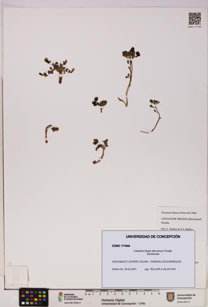 Cistanthe frigida [Espécimen: UDEC:CONC:0171044]