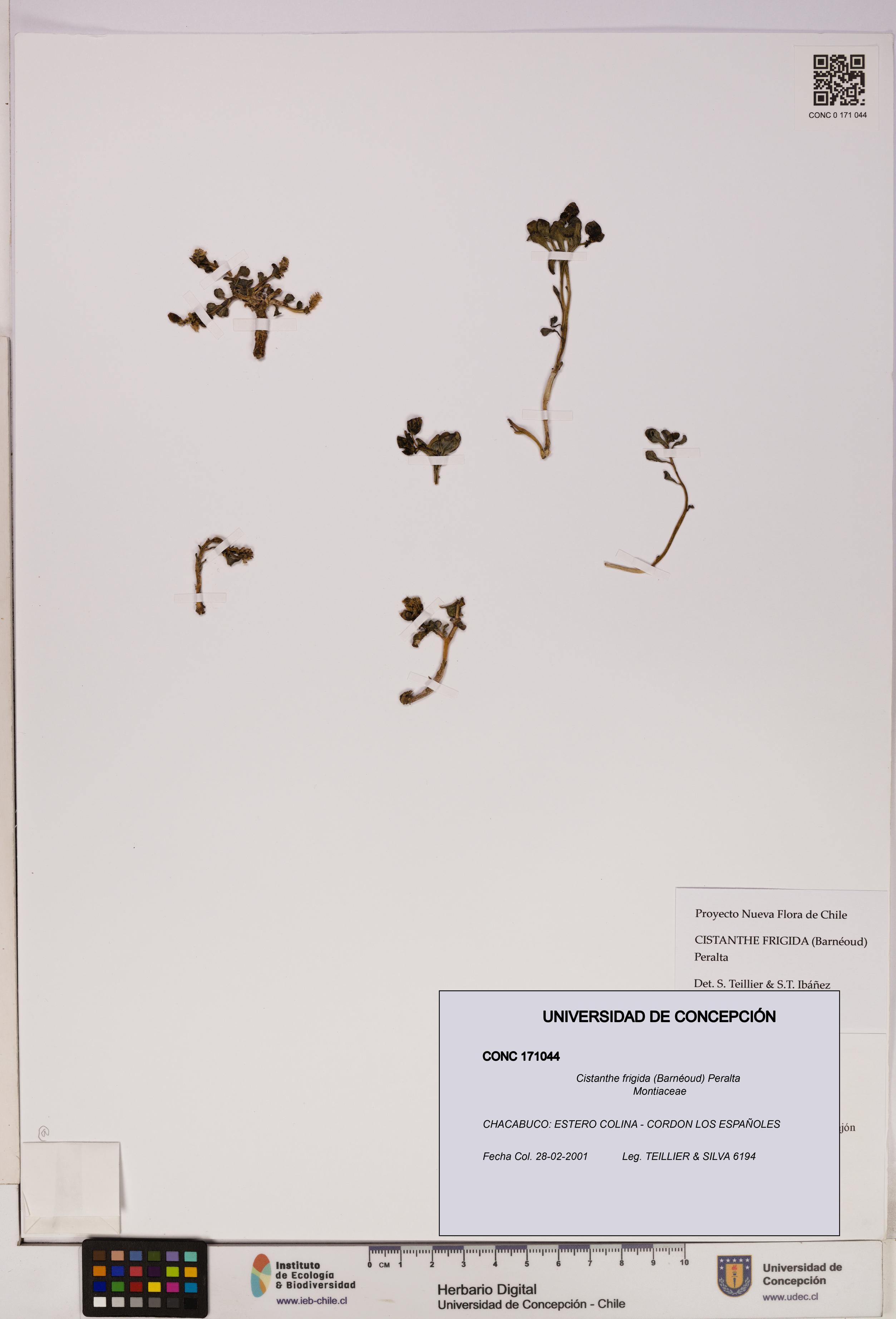 Cistanthe frigida [Espécimen: UDEC:CONC:0171044]