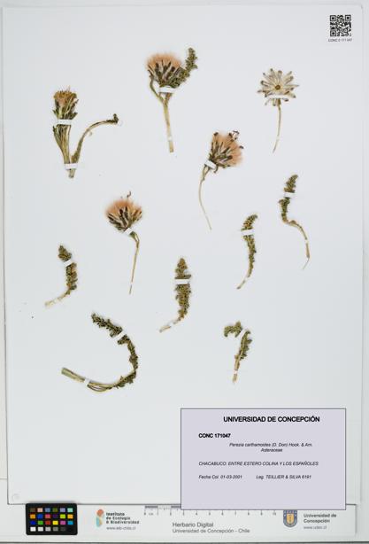 Perezia carthamoides [Espécimen: UDEC:CONC:0171047]