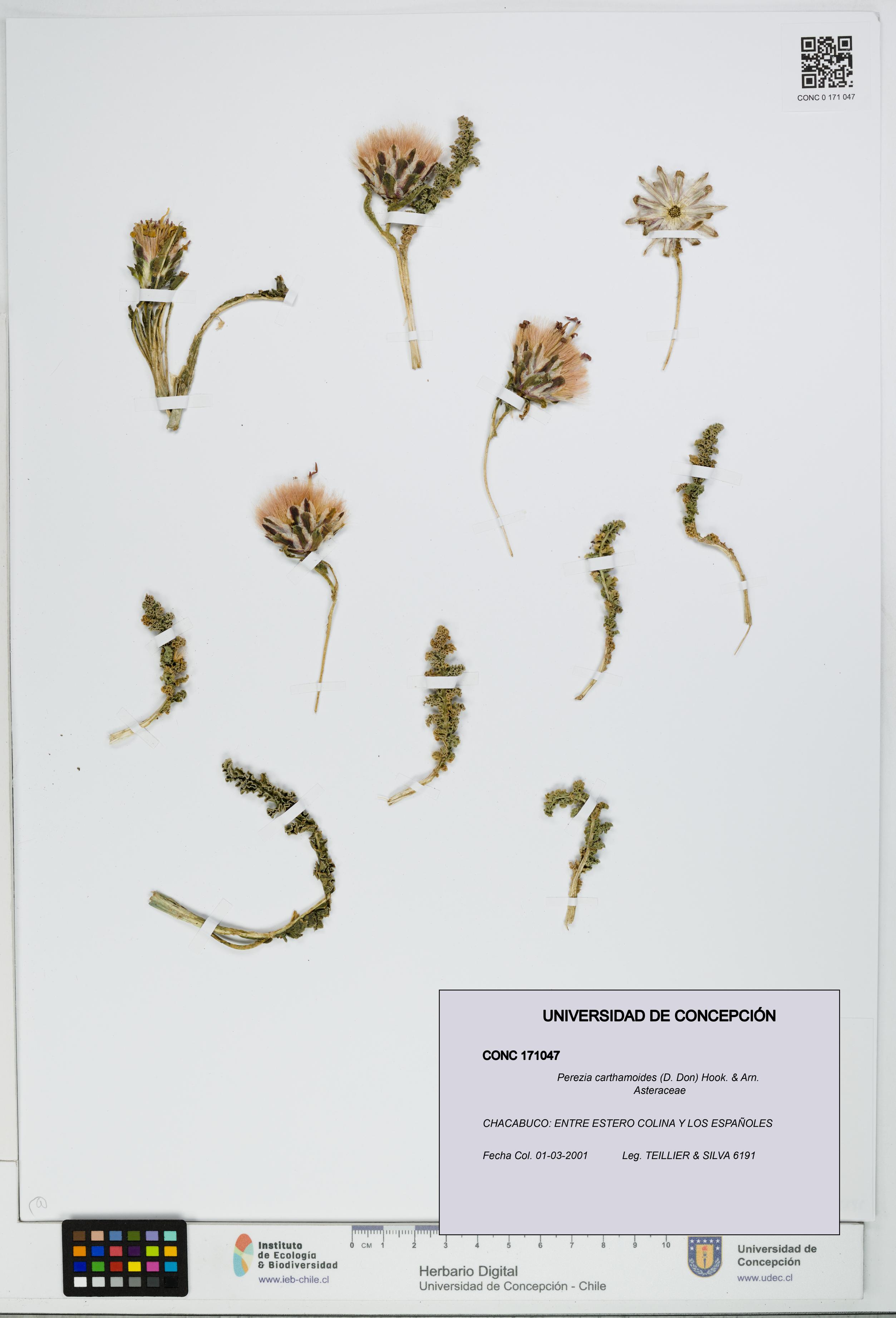 Perezia carthamoides [Espécimen: UDEC:CONC:0171047]