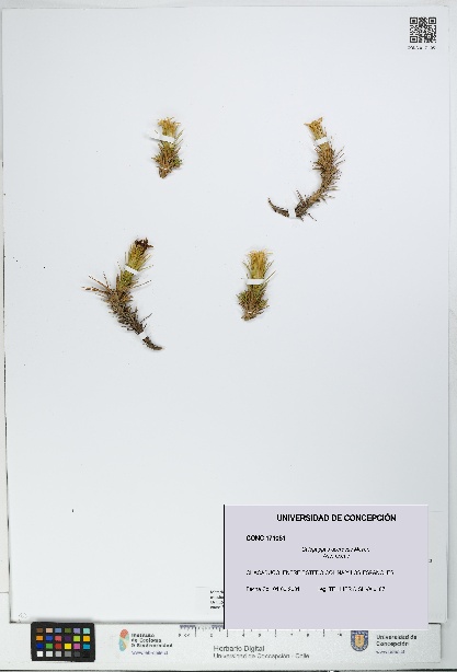 Calopappus acerosus [Espécimen: ]