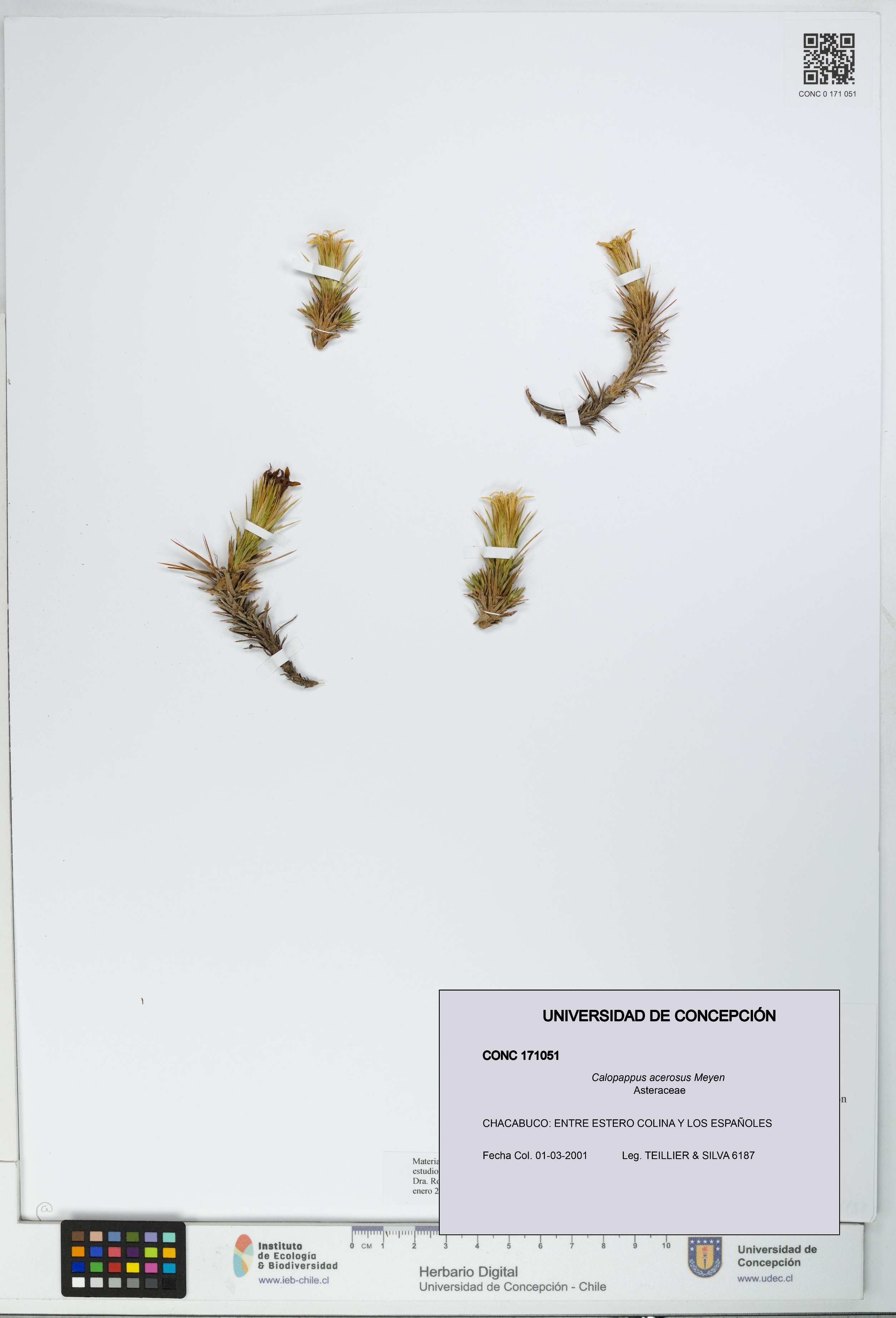 Calopappus acerosus [Espécimen: ]