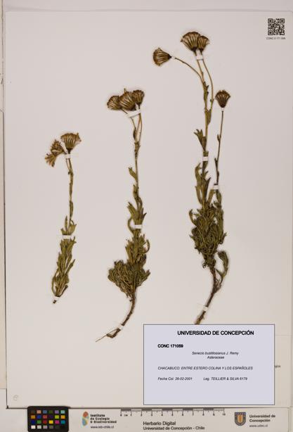 Senecio bustillosianus [Espécimen: UDEC:CONC:0171059]