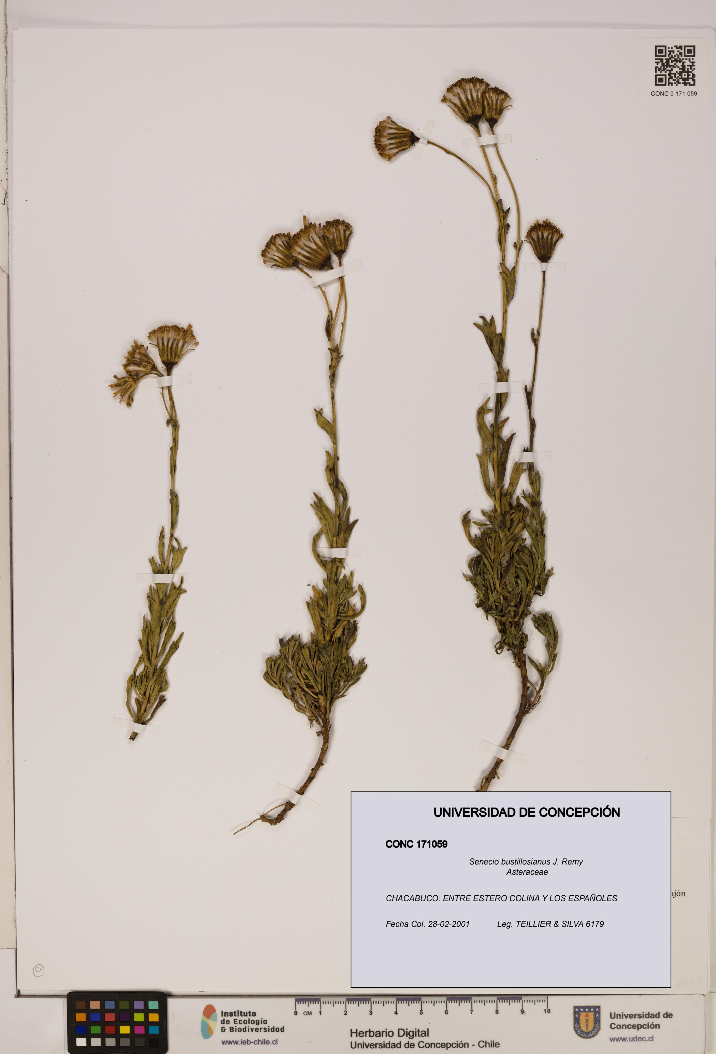 Senecio bustillosianus [Espécimen: UDEC:CONC:0171059]