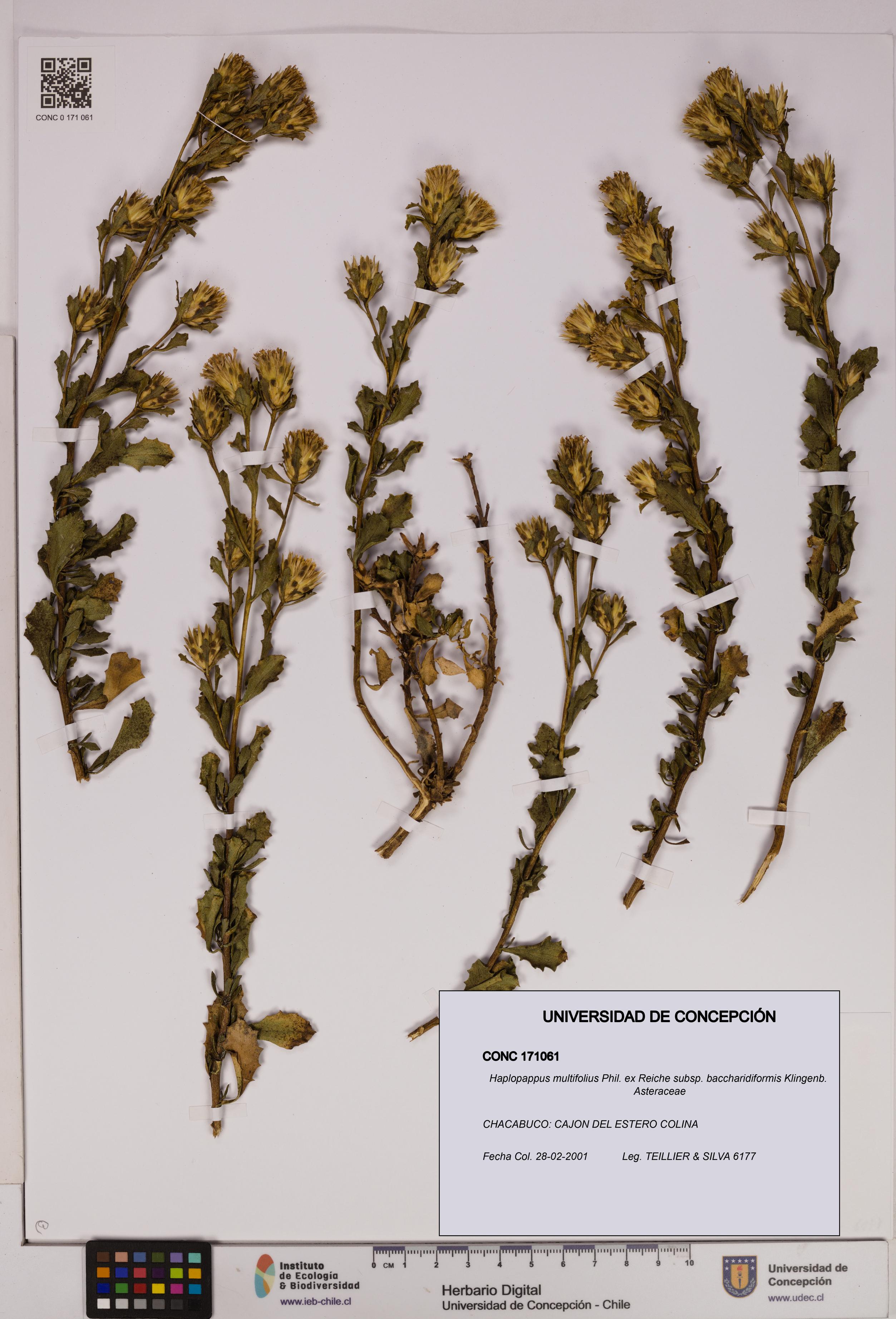 Haplopappus multifolius subsp. baccharidiformis [Espécimen: UDEC:CONC:0171061]