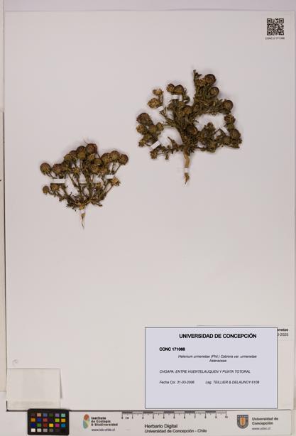 Helenium urmenetae var. urmenetae [Espécimen: UDEC:CONC:0171068]