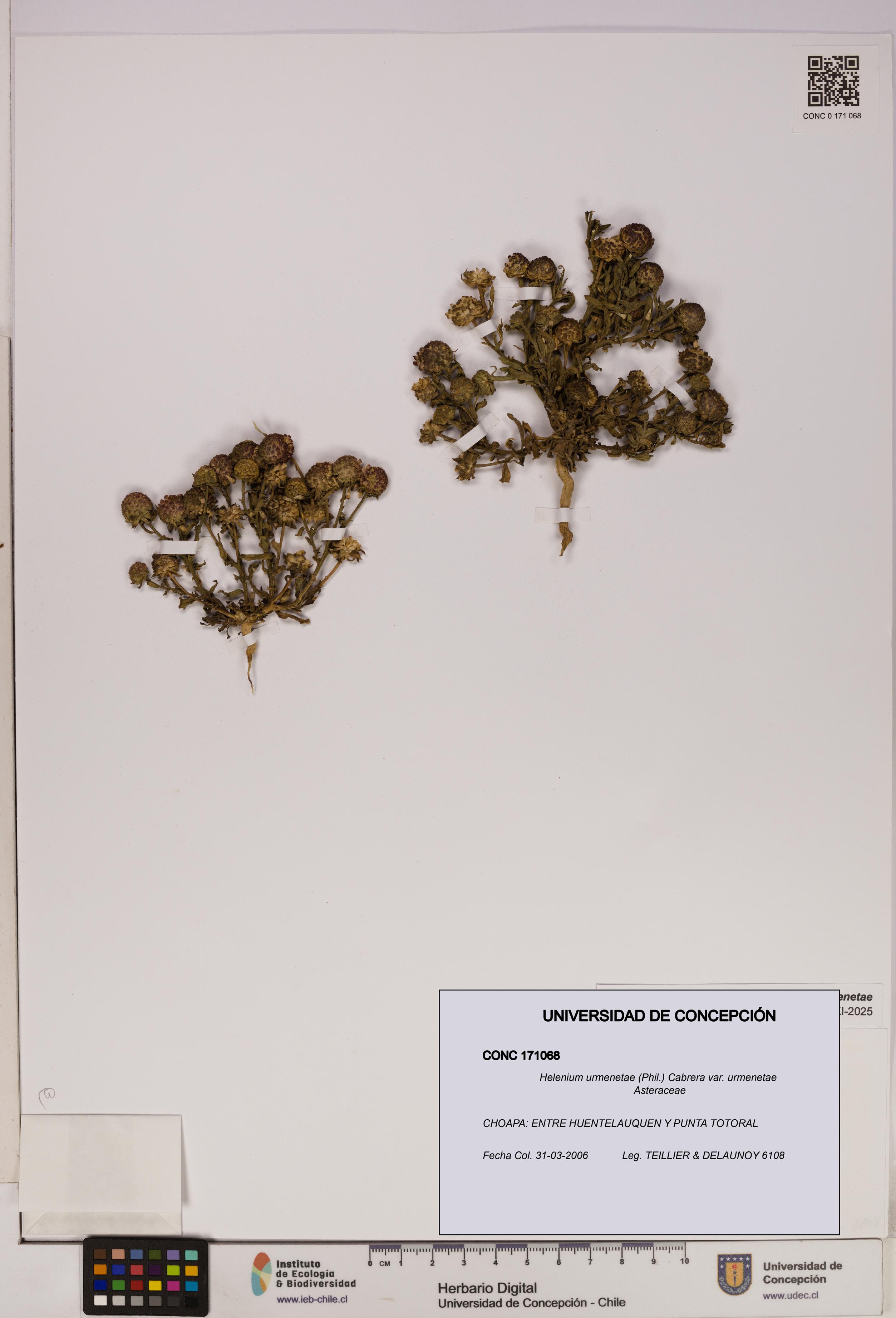 Helenium urmenetae var. urmenetae [Espécimen: UDEC:CONC:0171068]