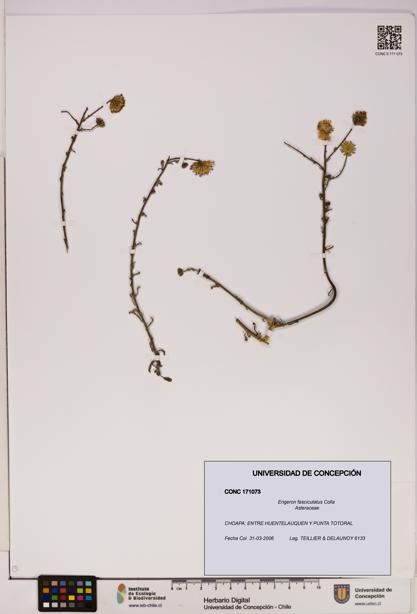 Erigeron fasciculatus [Espécimen: UDEC:CONC:0171073]