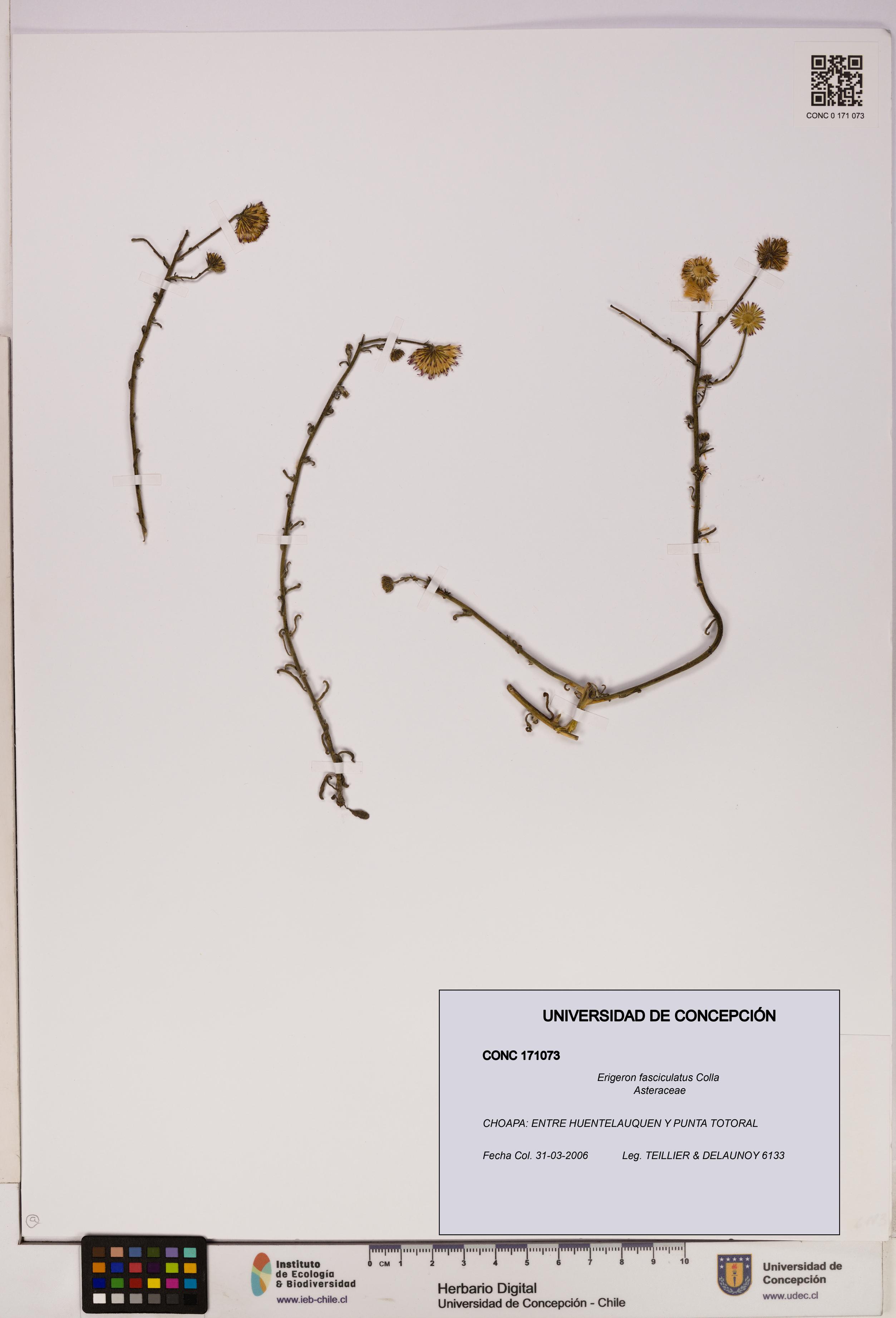 Erigeron fasciculatus [Espécimen: UDEC:CONC:0171073]