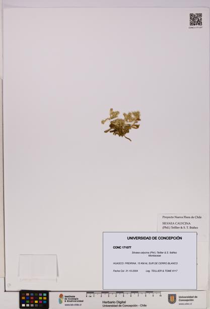 Silvaea calycina [Espécimen: UDEC:CONC:0171077]