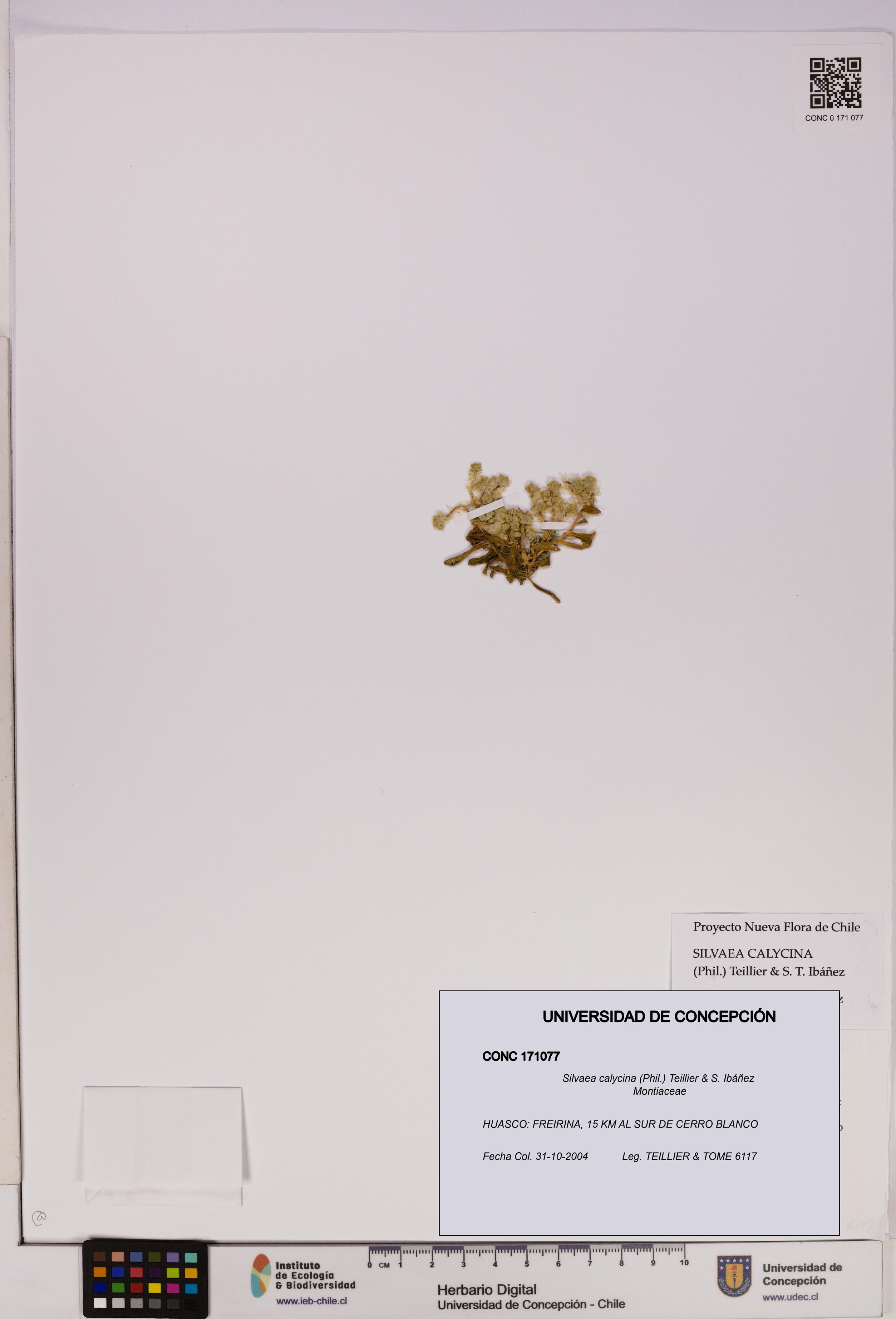 Silvaea calycina [Espécimen: UDEC:CONC:0171077]