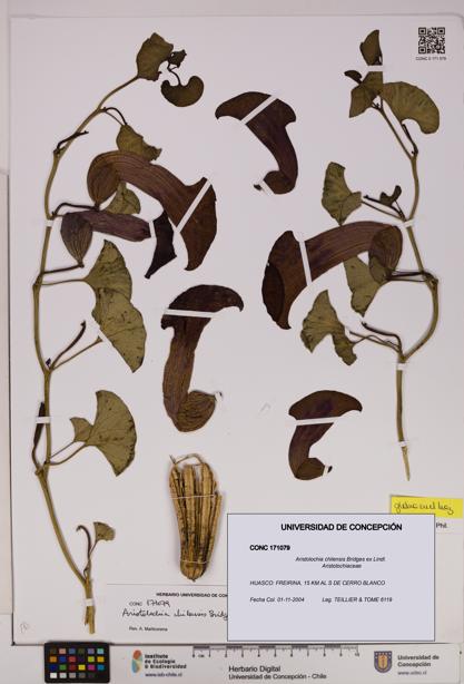 Aristolochia chilensis [Espécimen: UDEC:CONC:0171079]