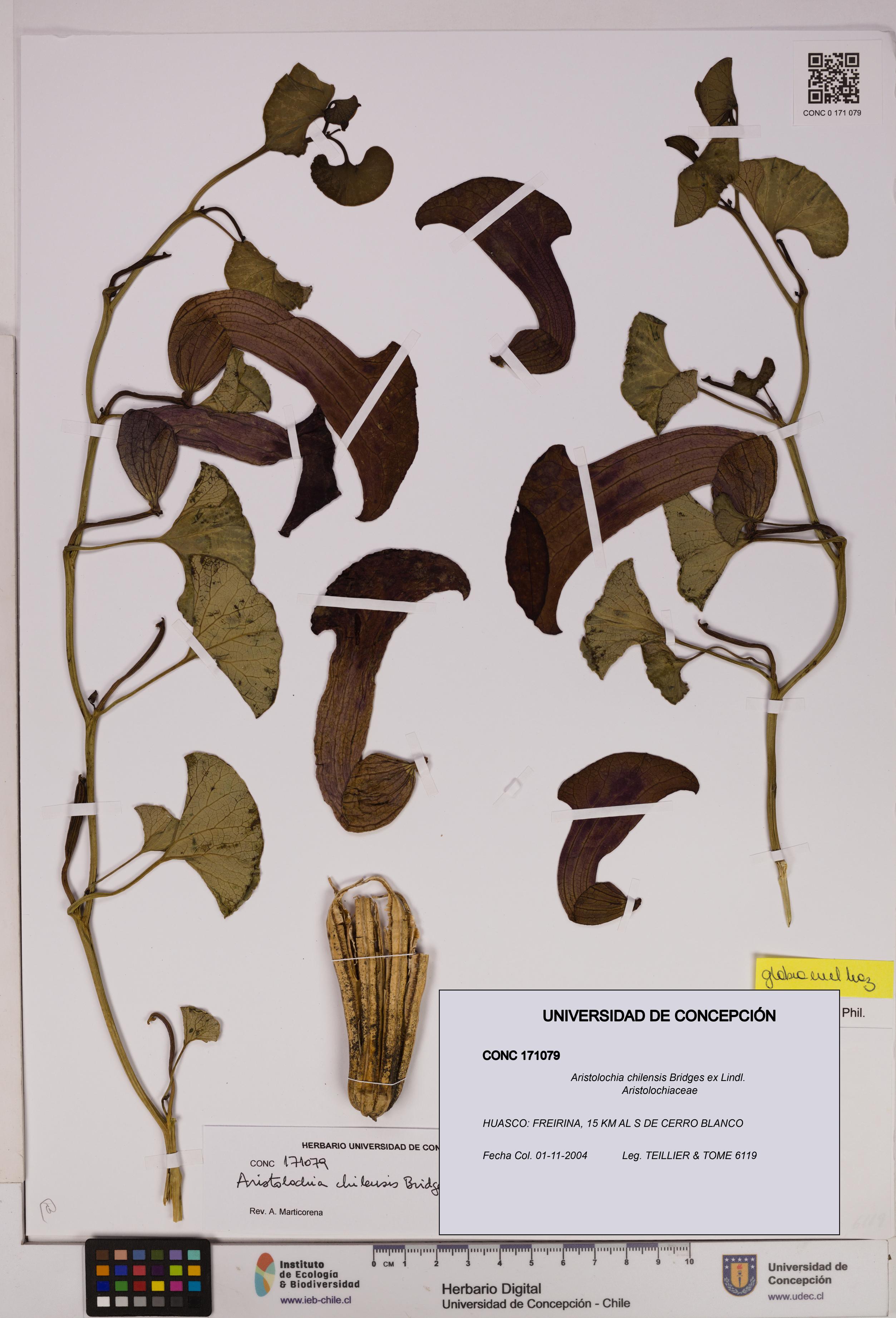 Aristolochia chilensis [Espécimen: UDEC:CONC:0171079]