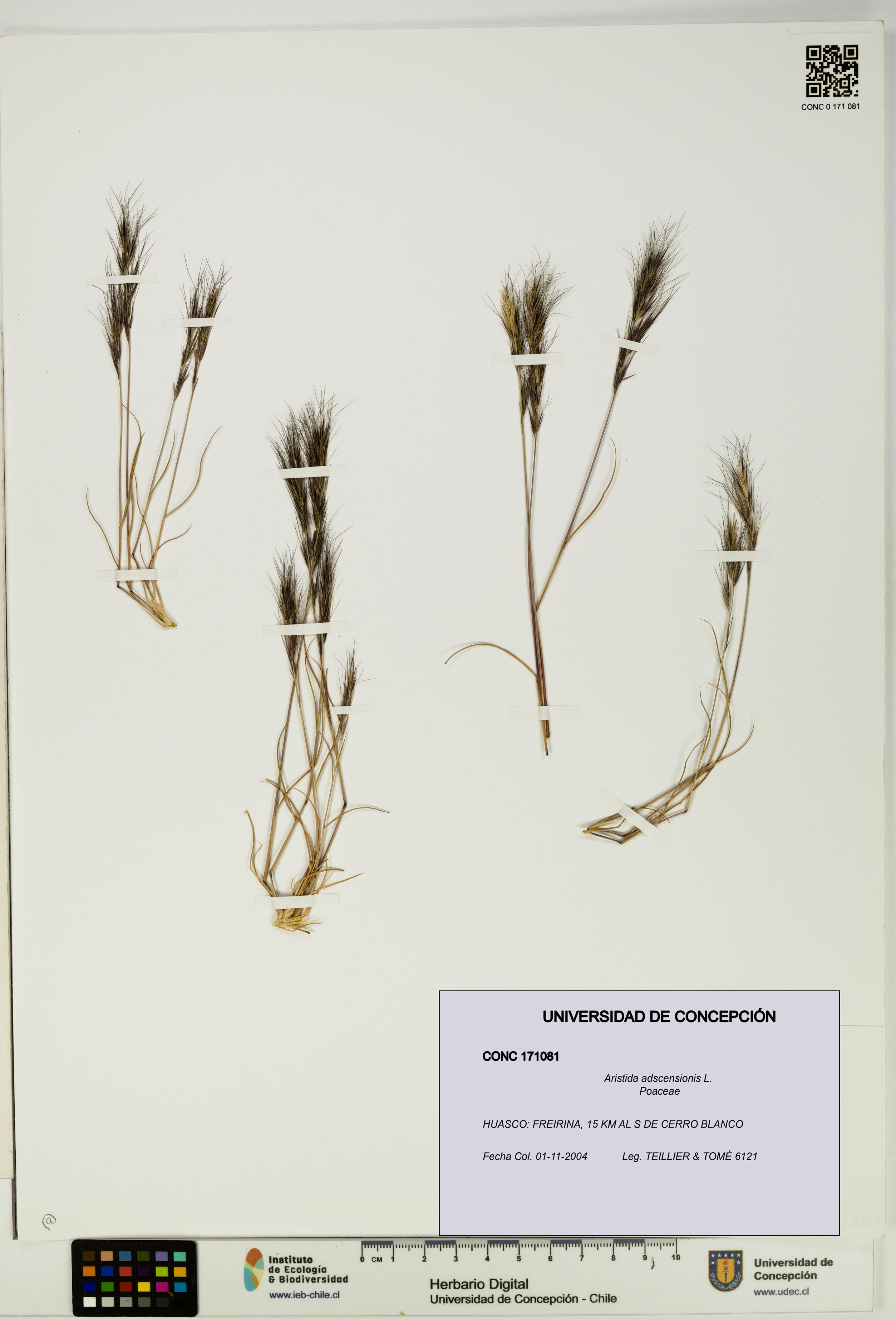 Aristida adscensionis [Espécimen: UDEC:CONC:0171081]