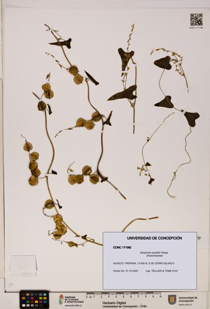 Dioscorea saxatilis [Espécimen: ]