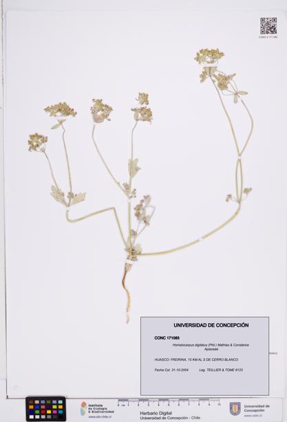 Homalocarpus digitatus [Espécimen: ]