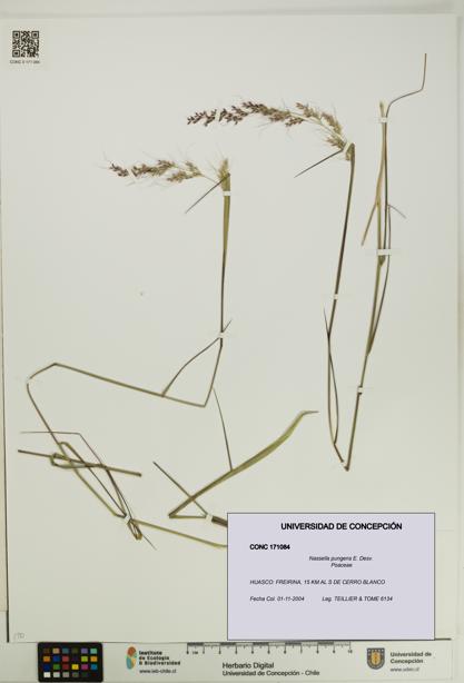 Nassella pungens [Espécimen: UDEC:CONC:0171084]