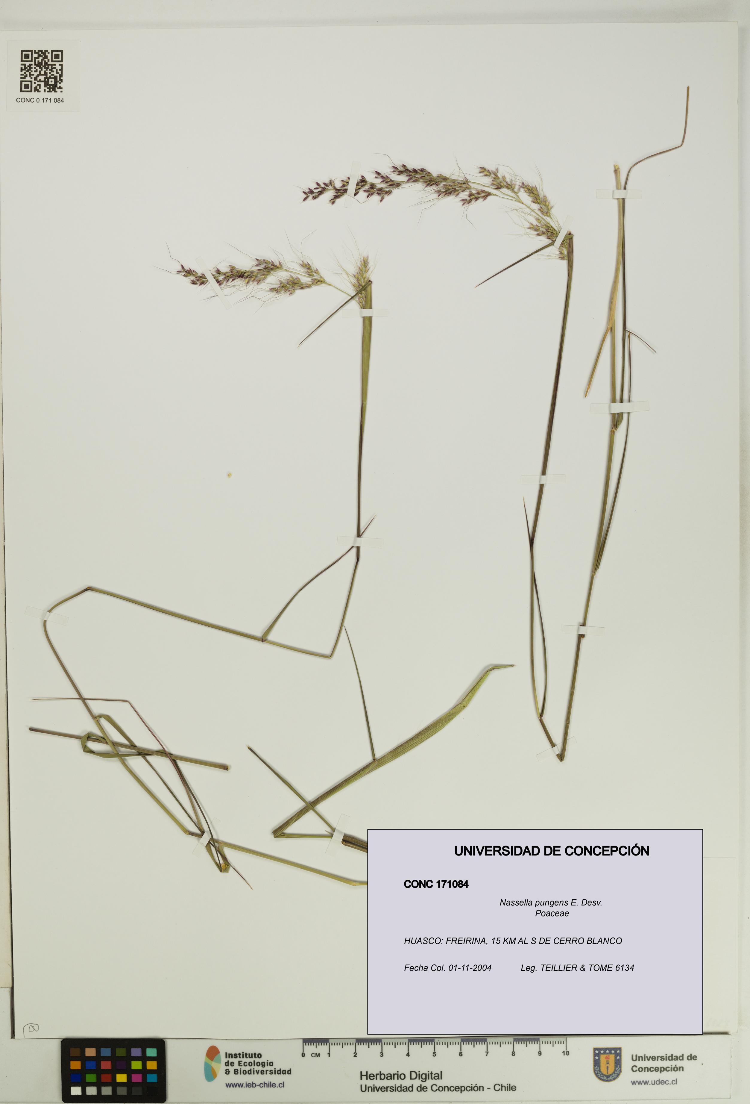 Nassella pungens [Espécimen: UDEC:CONC:0171084]